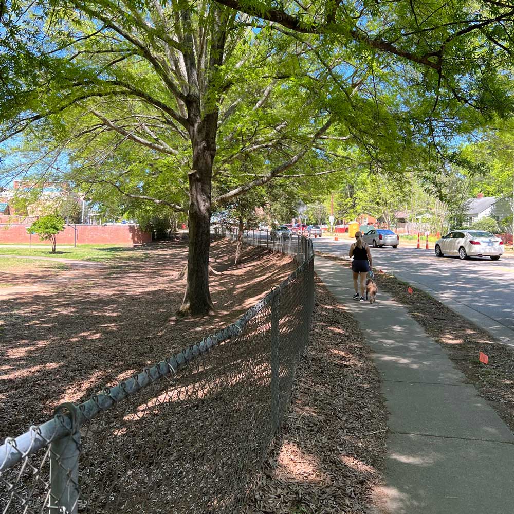 A person walks their dog on a shaded sidewalk next to a large oak tree and chain-link fence along Higgins Greenway in Cary, North Carolina